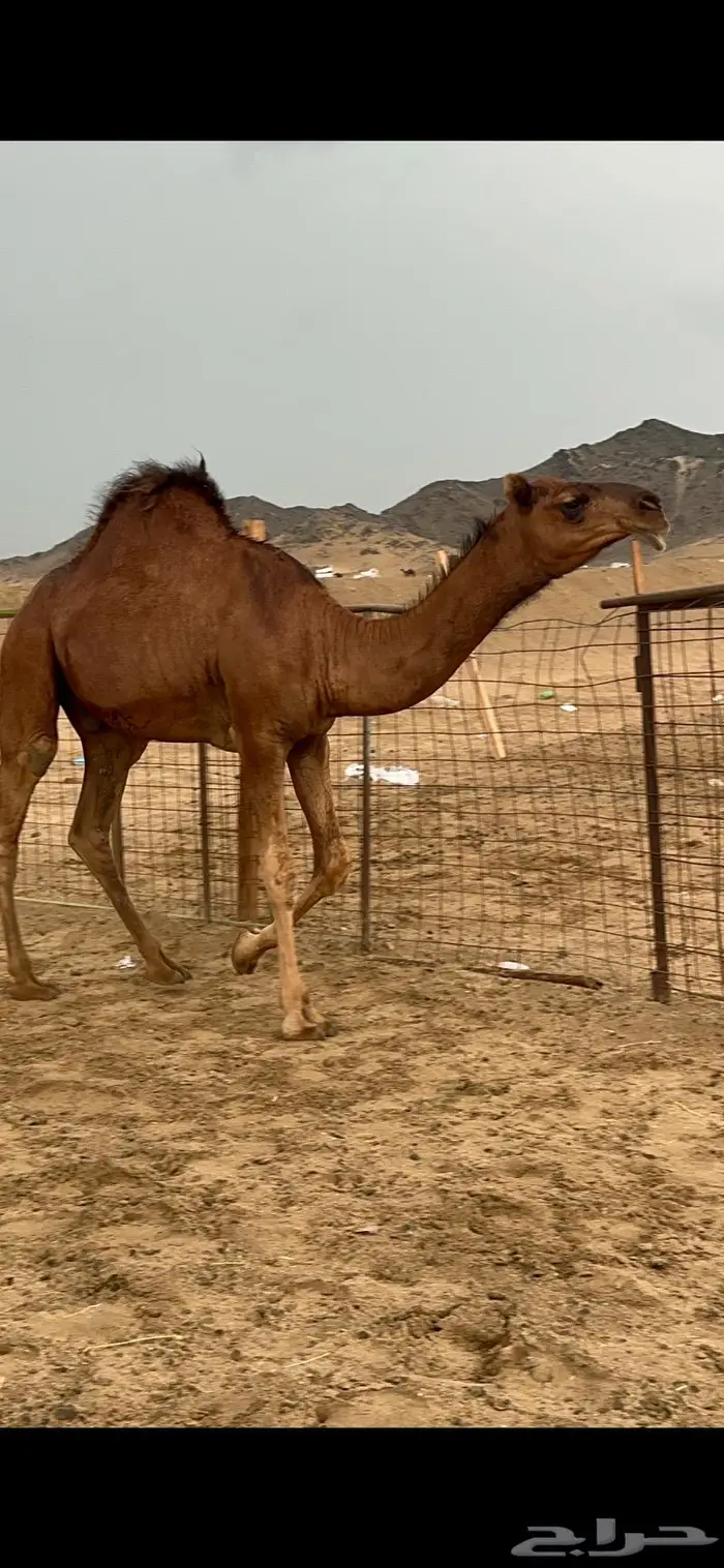 قعود مشروع فحل صنف 0