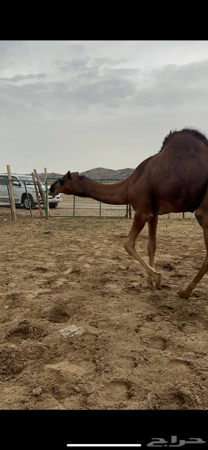 قعود مشروع فحل صنف 1