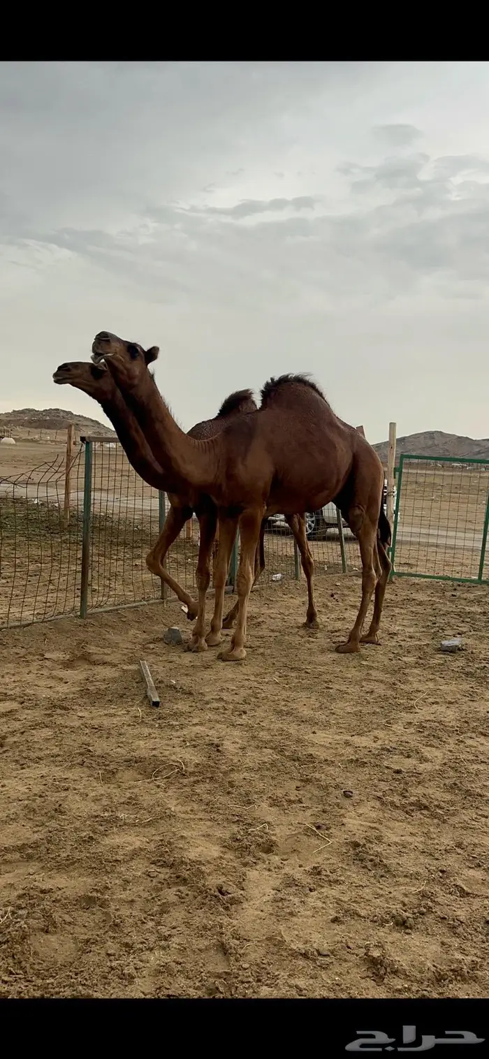 قعود مشروع فحل صنف 3