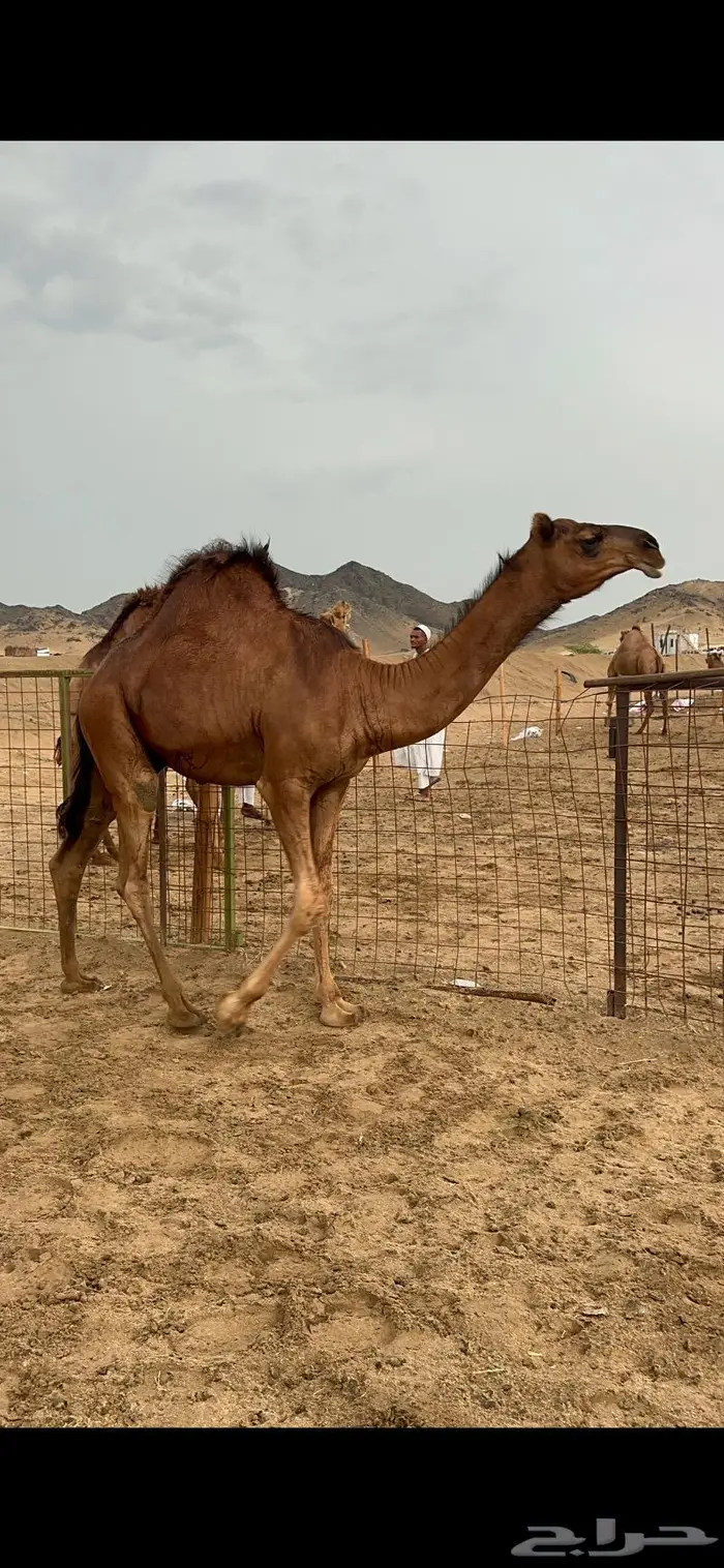 قعود مشروع فحل صنف 2