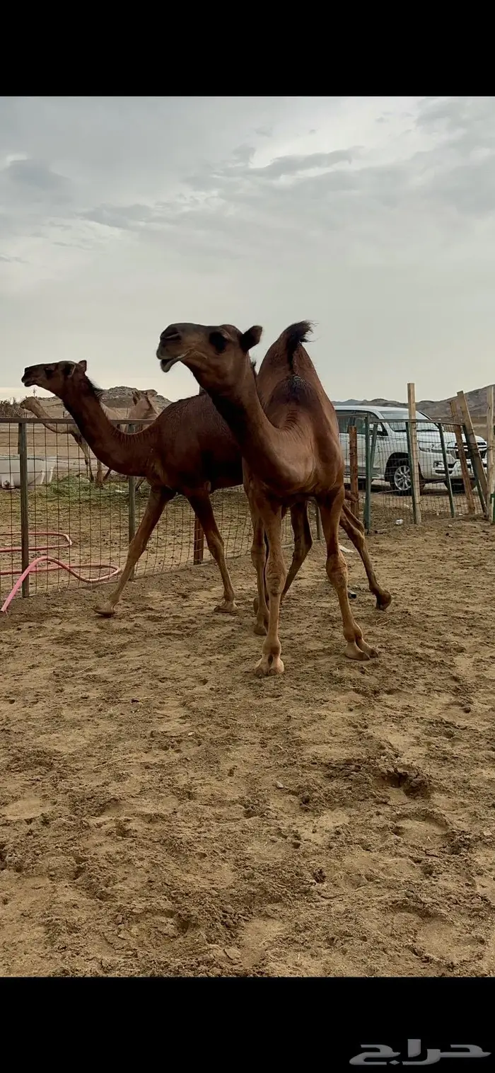 قعود مشروع فحل صنف 4