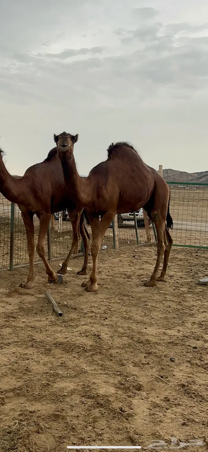 قعود مشروع فحل صنف 6