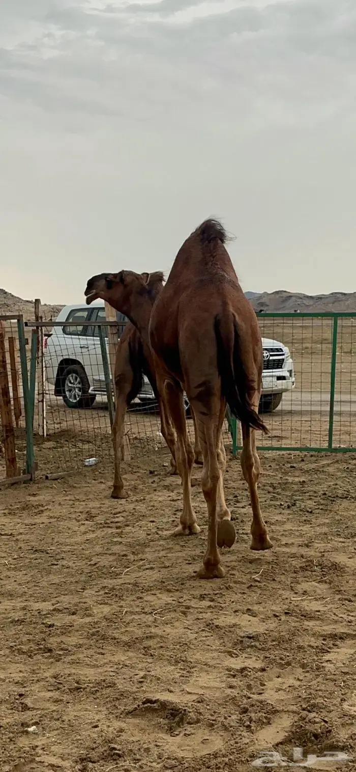 قعود مشروع فحل صنف 7