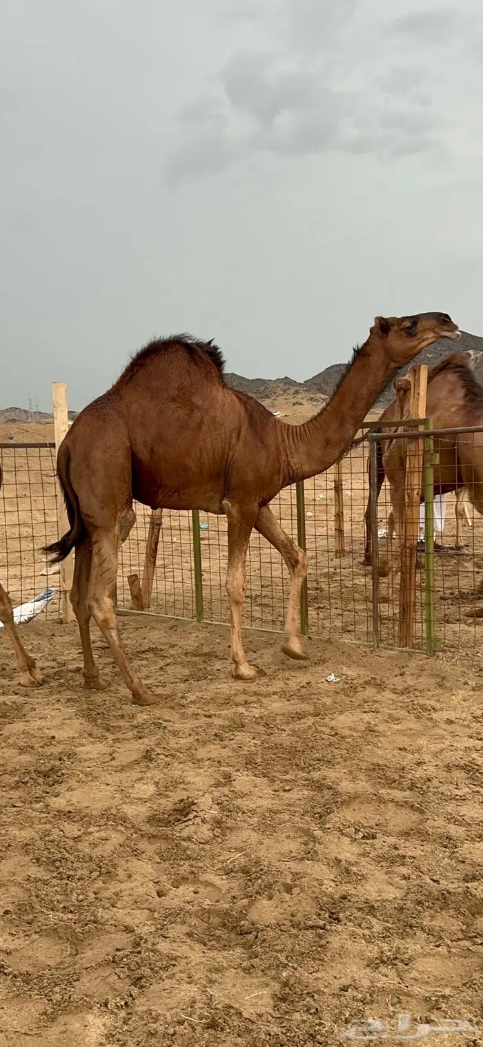 قعود مشروع فحل صنف 8