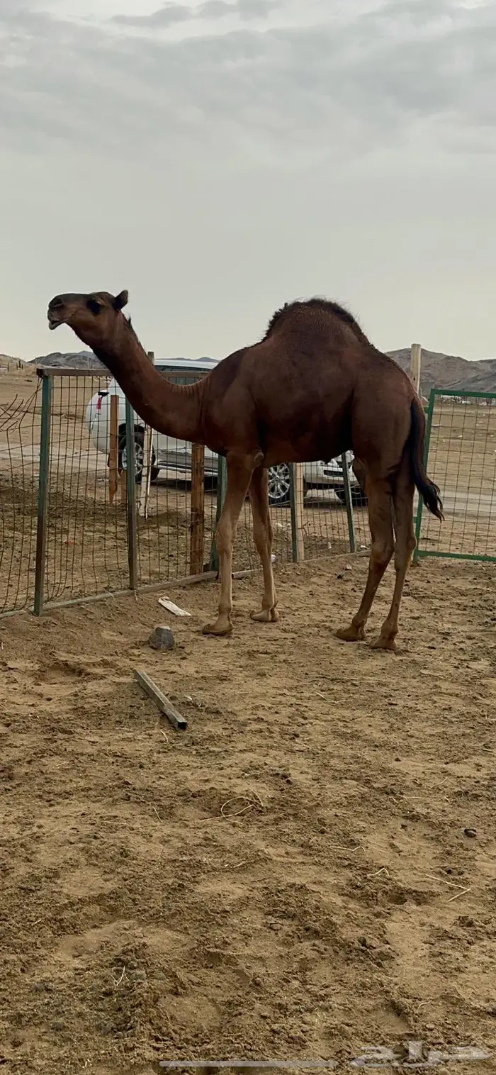 قعود مشروع فحل صنف 9