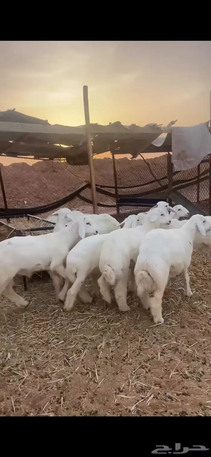 ذبايح حري للبيع مع الصلخ والتوصيل 4