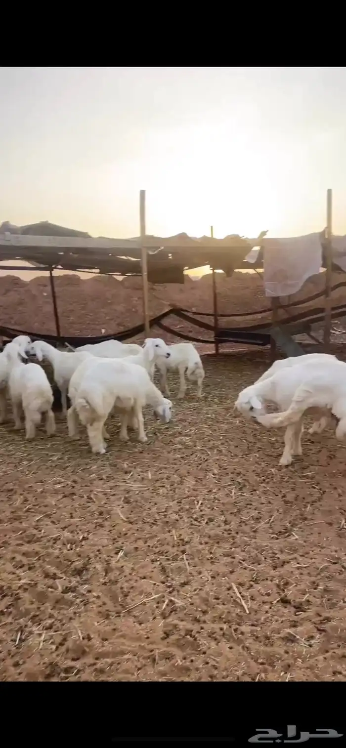 ذبايح حري للبيع مع الصلخ والتوصيل 1