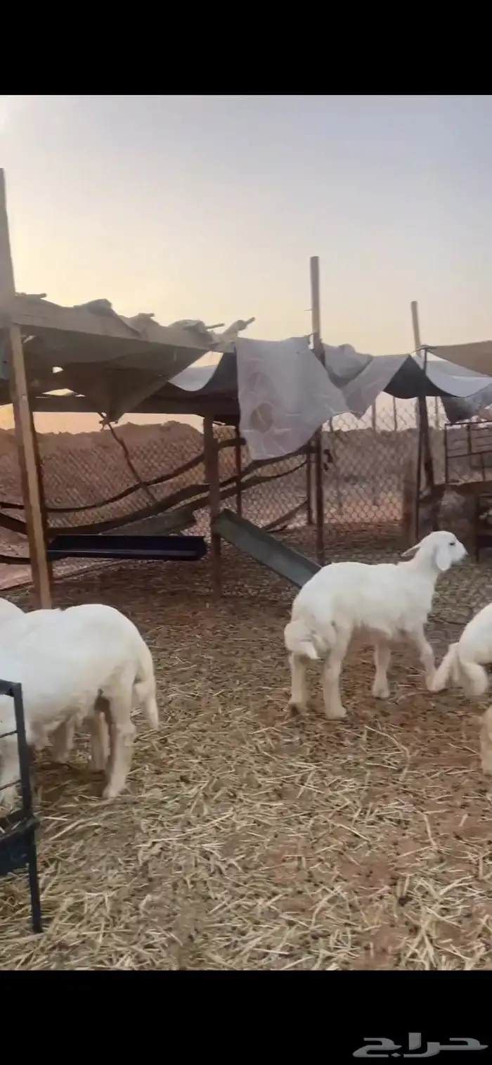 ذبايح حري للبيع مع الصلخ والتوصيل 3