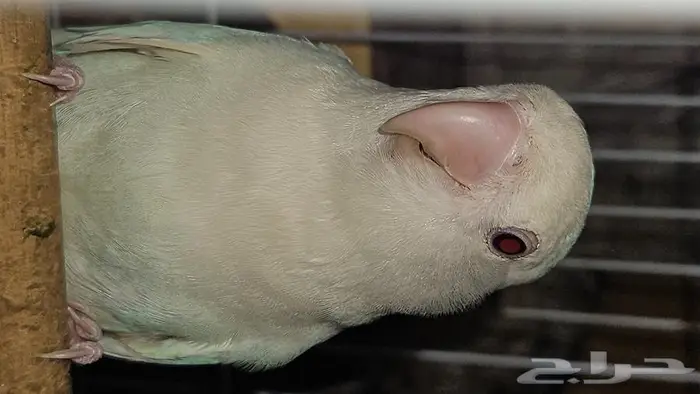 زوج روز البينو منتج 0