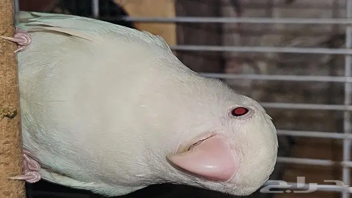 زوج روز البينو منتج 1