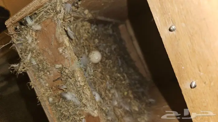 زوج روز البينو منتج 2