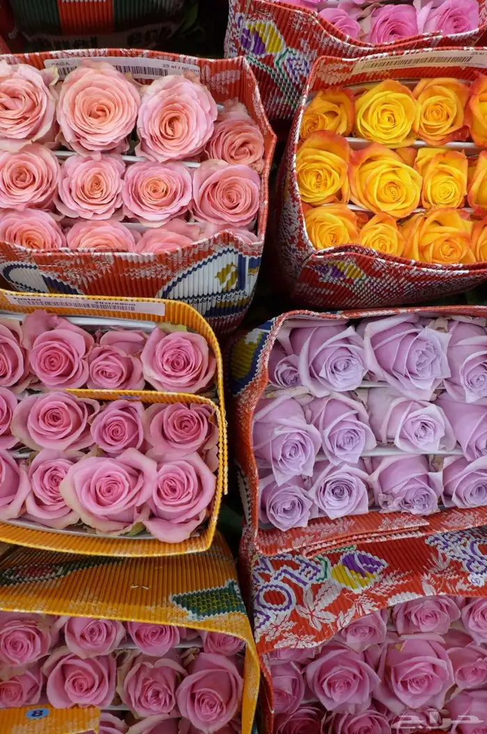 ورود وهدايا وتنسيق 9
