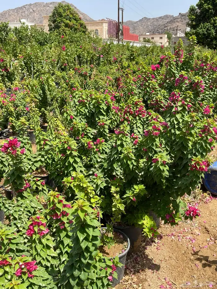 اشجار 7