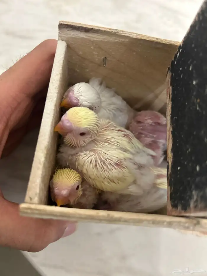 بادجي البينو و لاتينو و اينو انتاج محلي 9