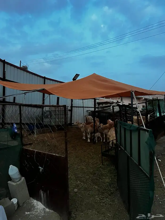 مضلات غنم 12