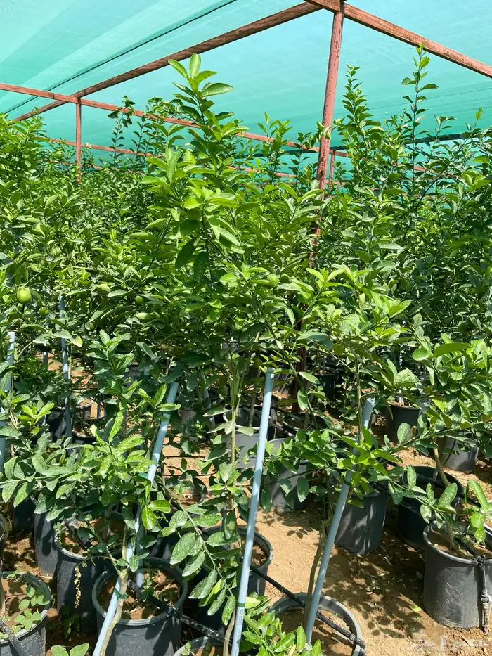 اشجار 27