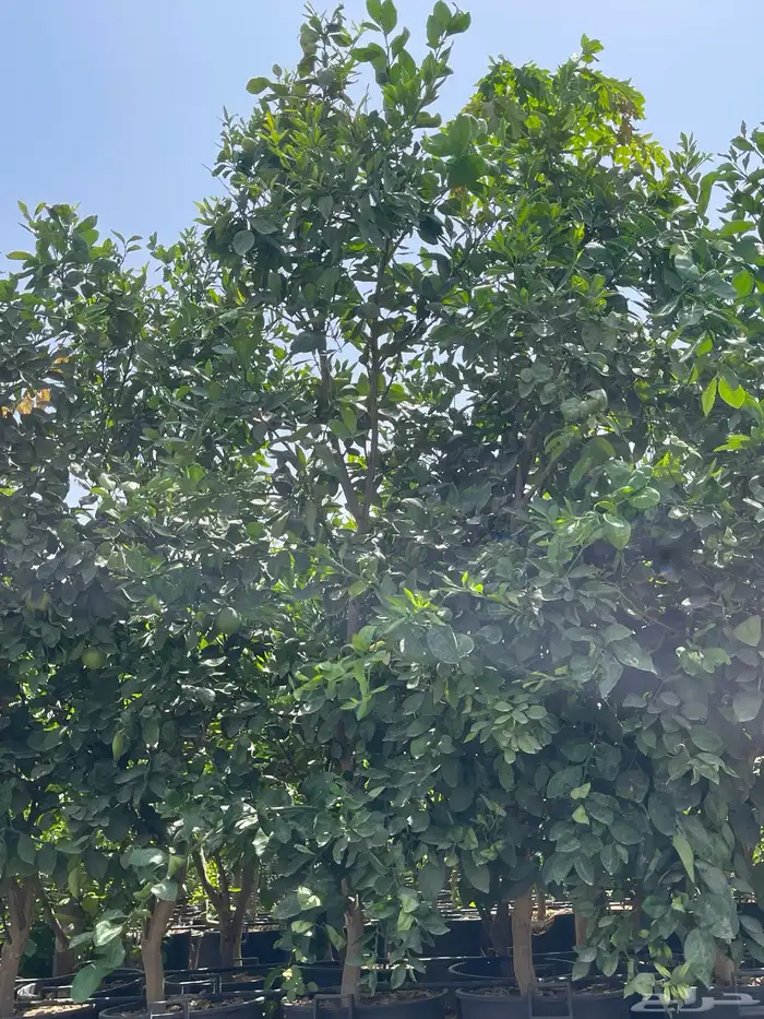 اشجار 6