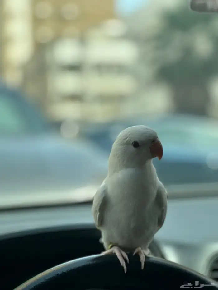 درة البينو اليفة ومميزة ( تم البيع ) 4
