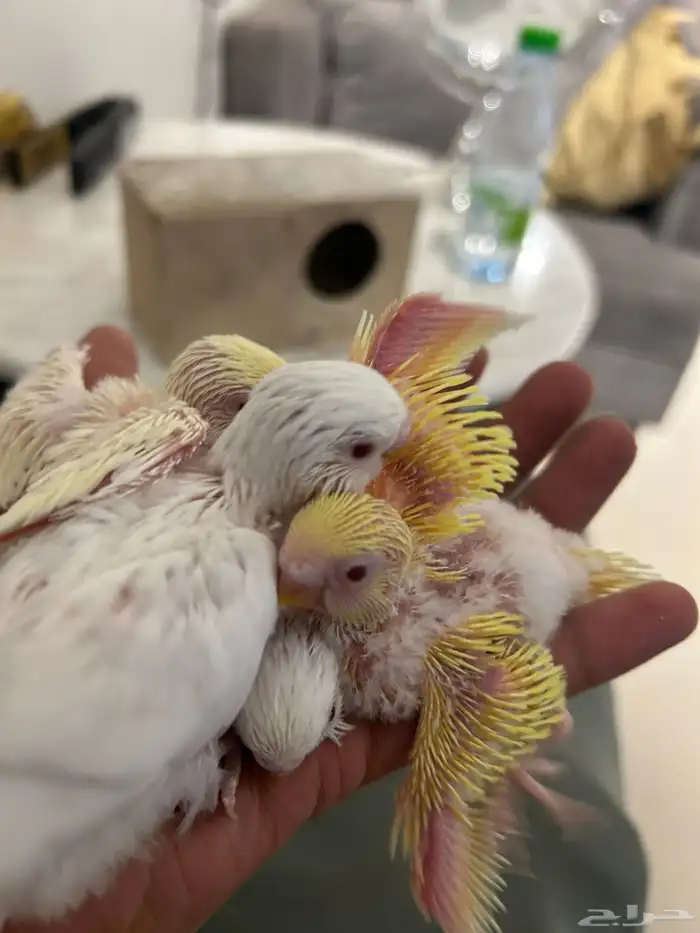 بادجي البينو و لاتينو و اينو انتاج محلي 8