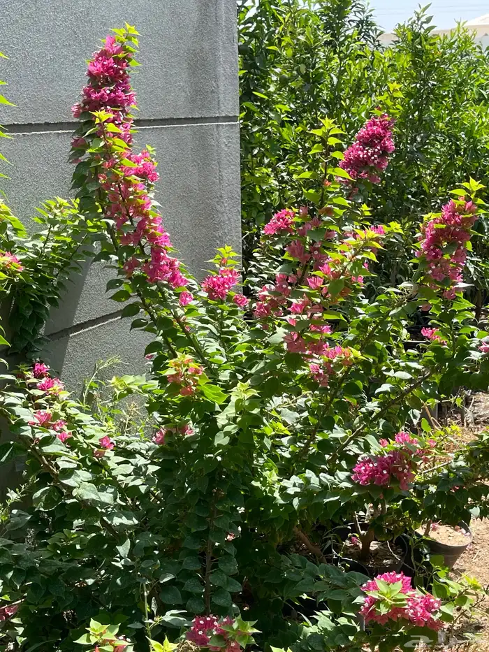 اشجار 9