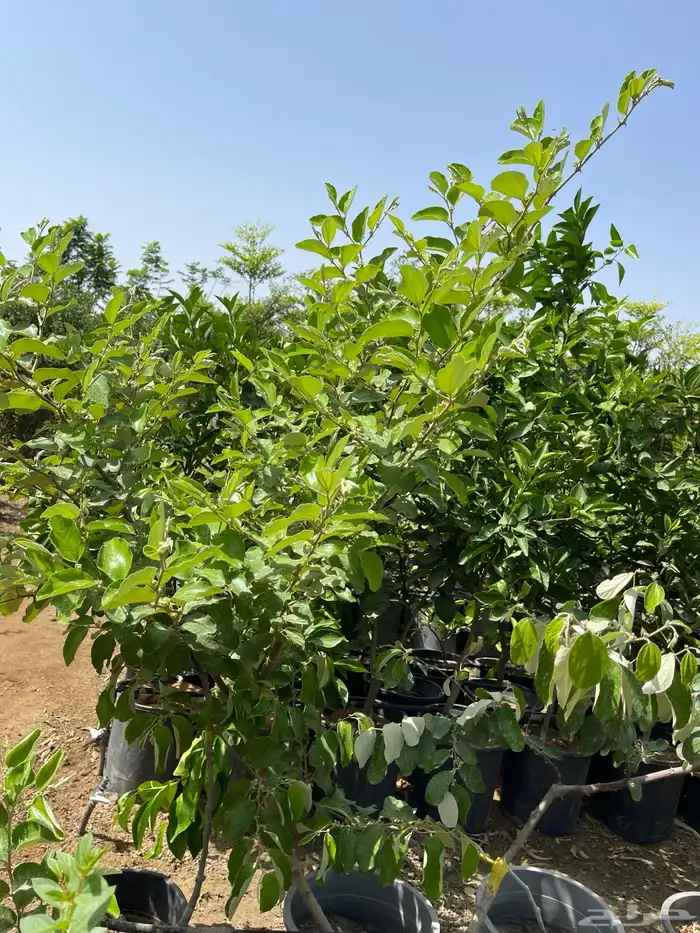 اشجار 38