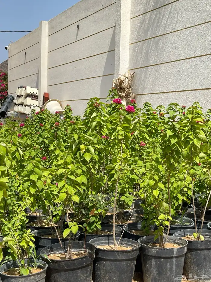 اشجار 14