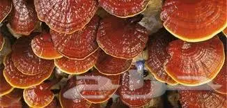 فطر ريشي 0