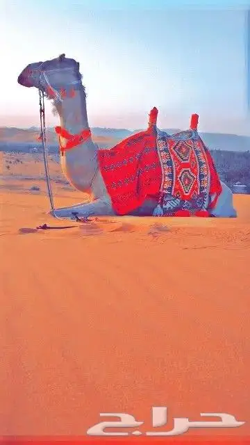 ايجار جمال وخيول في العلا 7