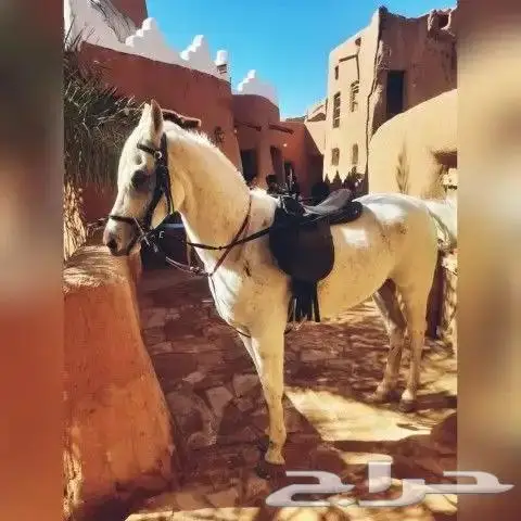 ايجار جمال وخيول في العلا 8