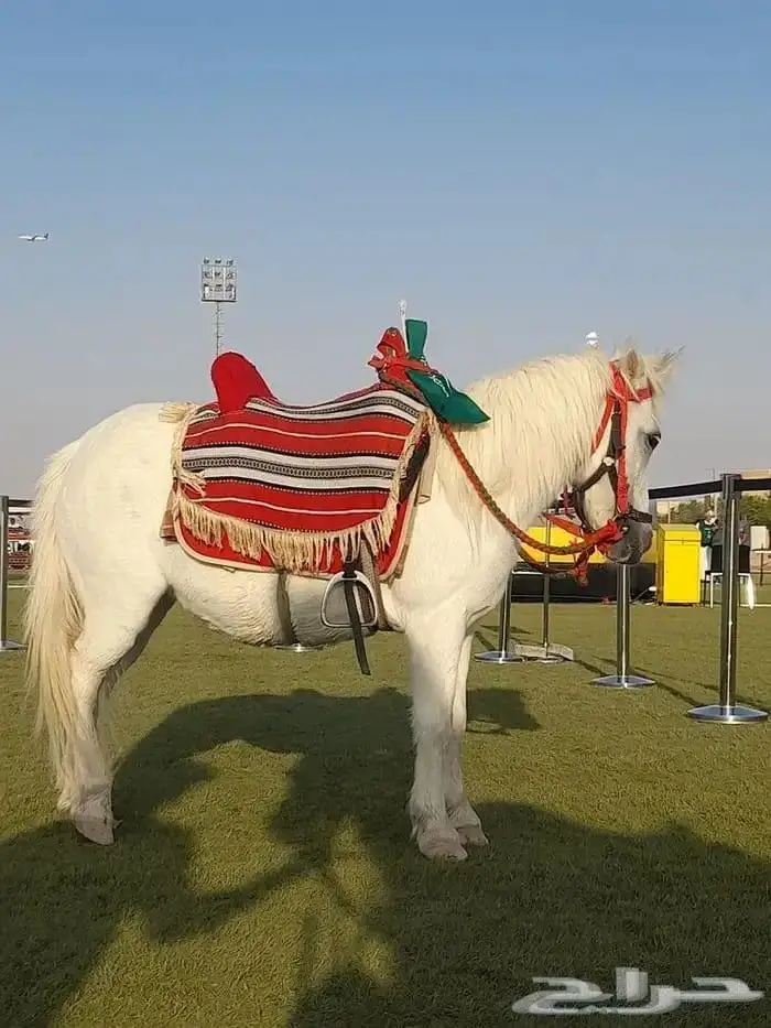 ايجار جمال وخيول في العلا 5