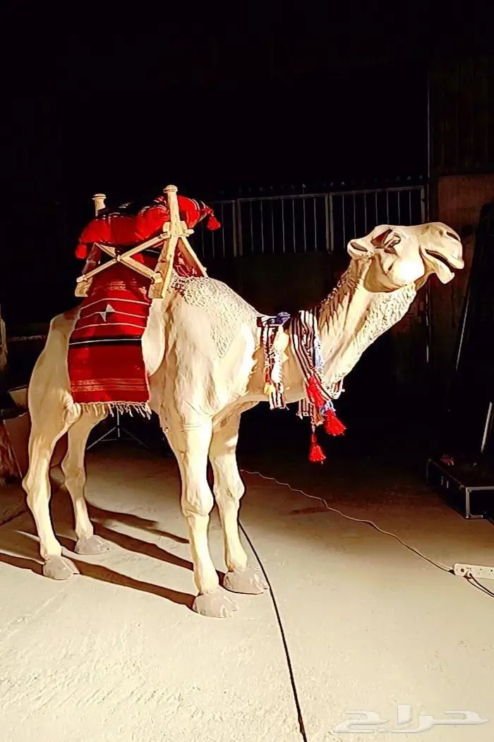 ايجار جمال وخيول في العلا 1
