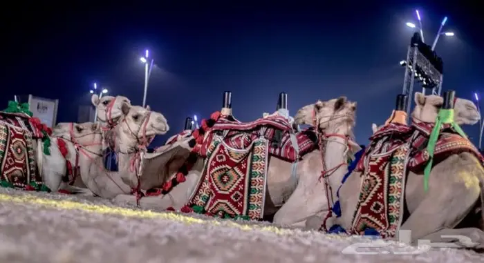 ايجار جمال وخيول في العلا 11