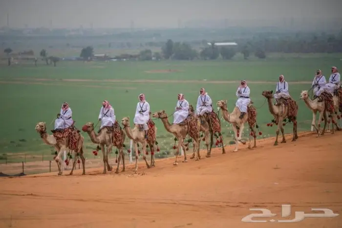 ايجار جمال وخيول في العلا 9