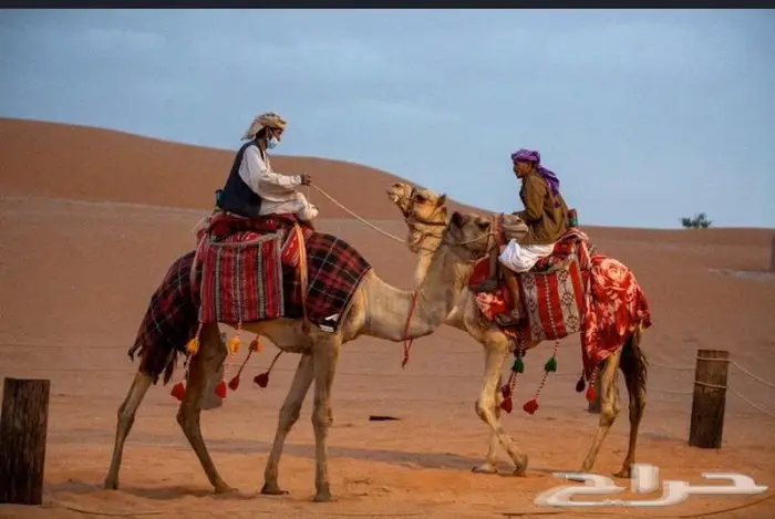 ايجار جمال وخيول في العلا 2