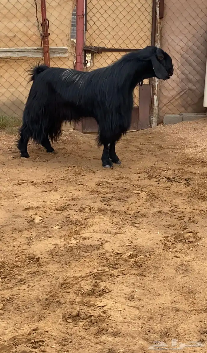 فحل مصري اسود ( تم البيع ) 0