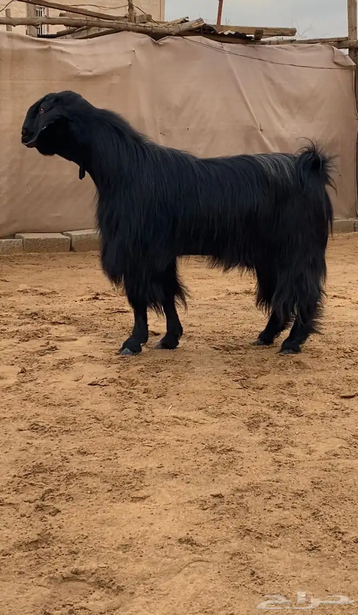 فحل مصري اسود ( تم البيع ) 2