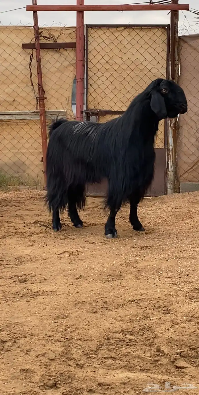 فحل مصري اسود ( تم البيع ) 1