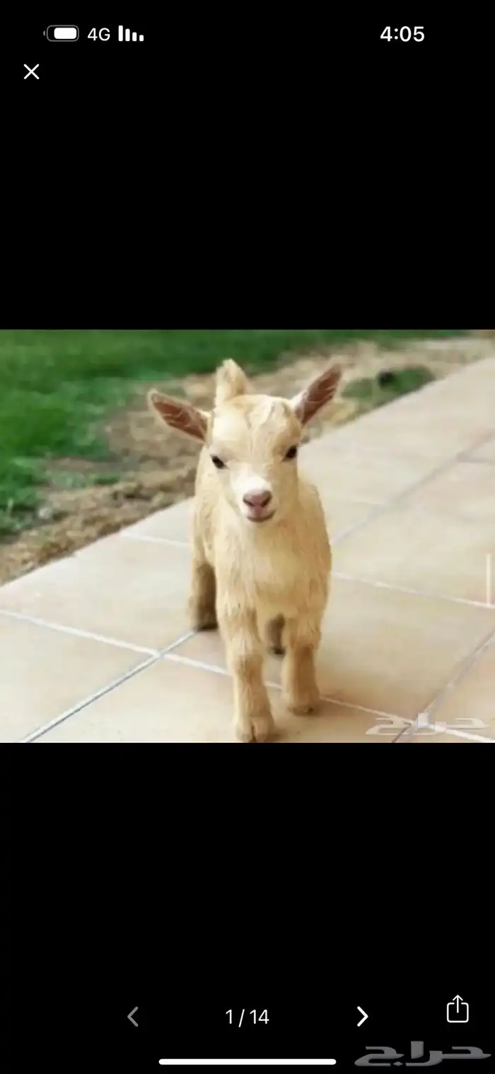 ماعز قزم صغير 30