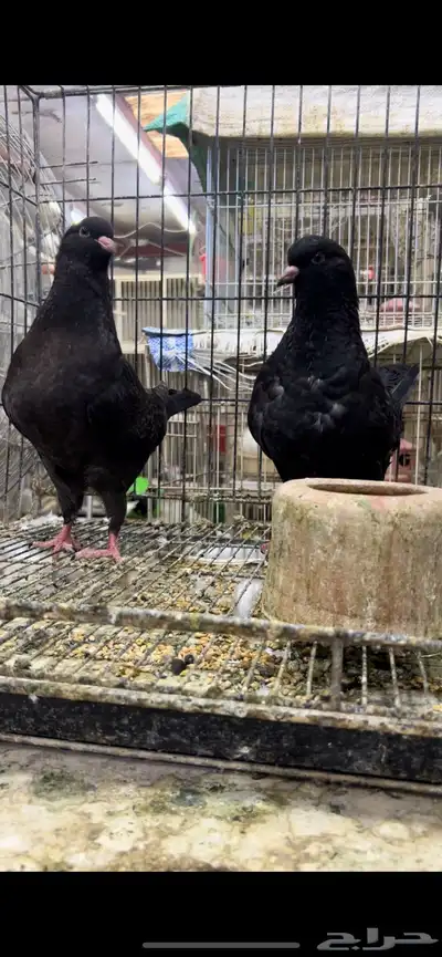طبه مودينا كنق امريكي تم البيع 3