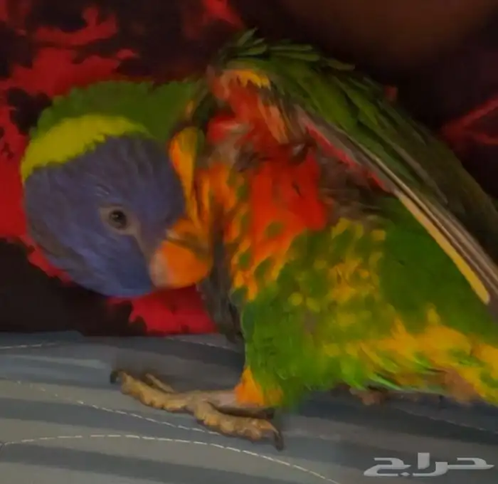 لوري رينبو ولافة وتميز ( تم البيع ) 2