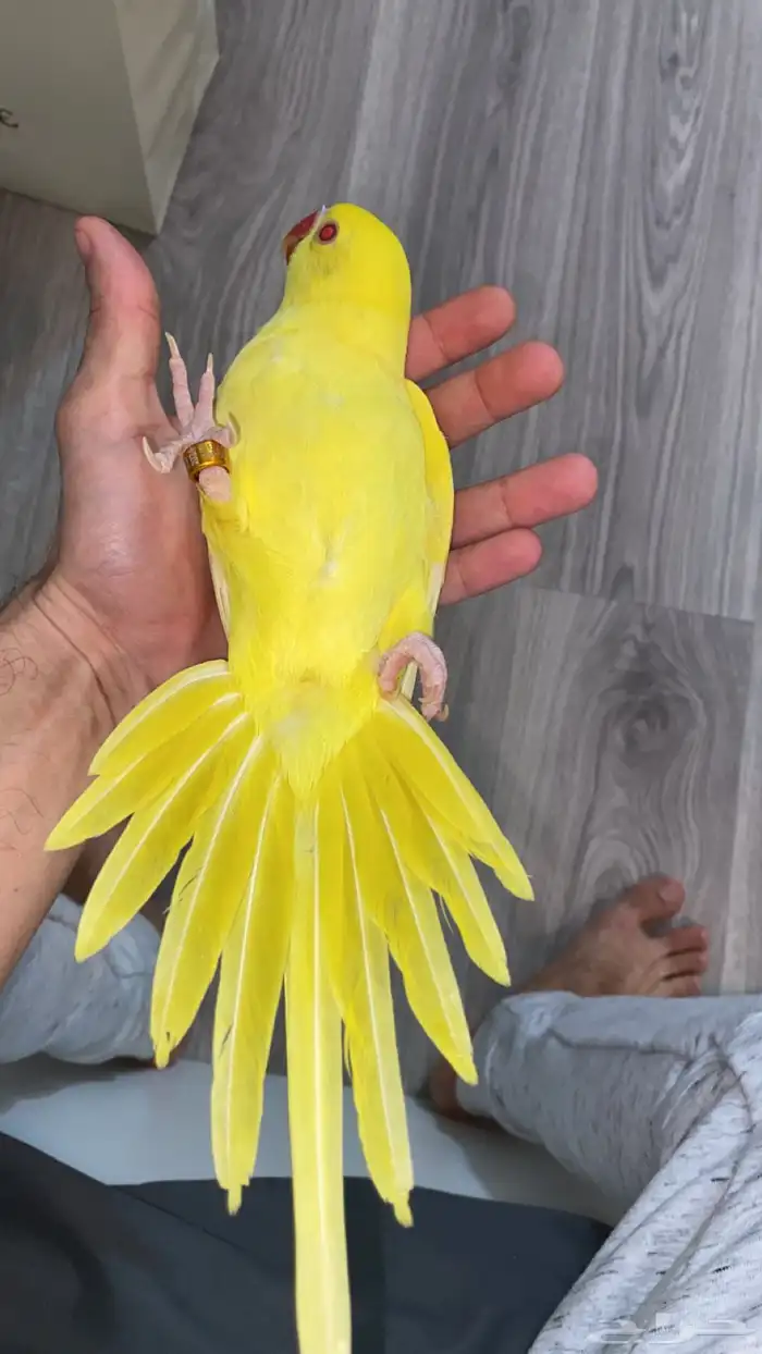( تم البيع )  فرخ دره هولندي ( لاتينو عيون حمره ) 1
