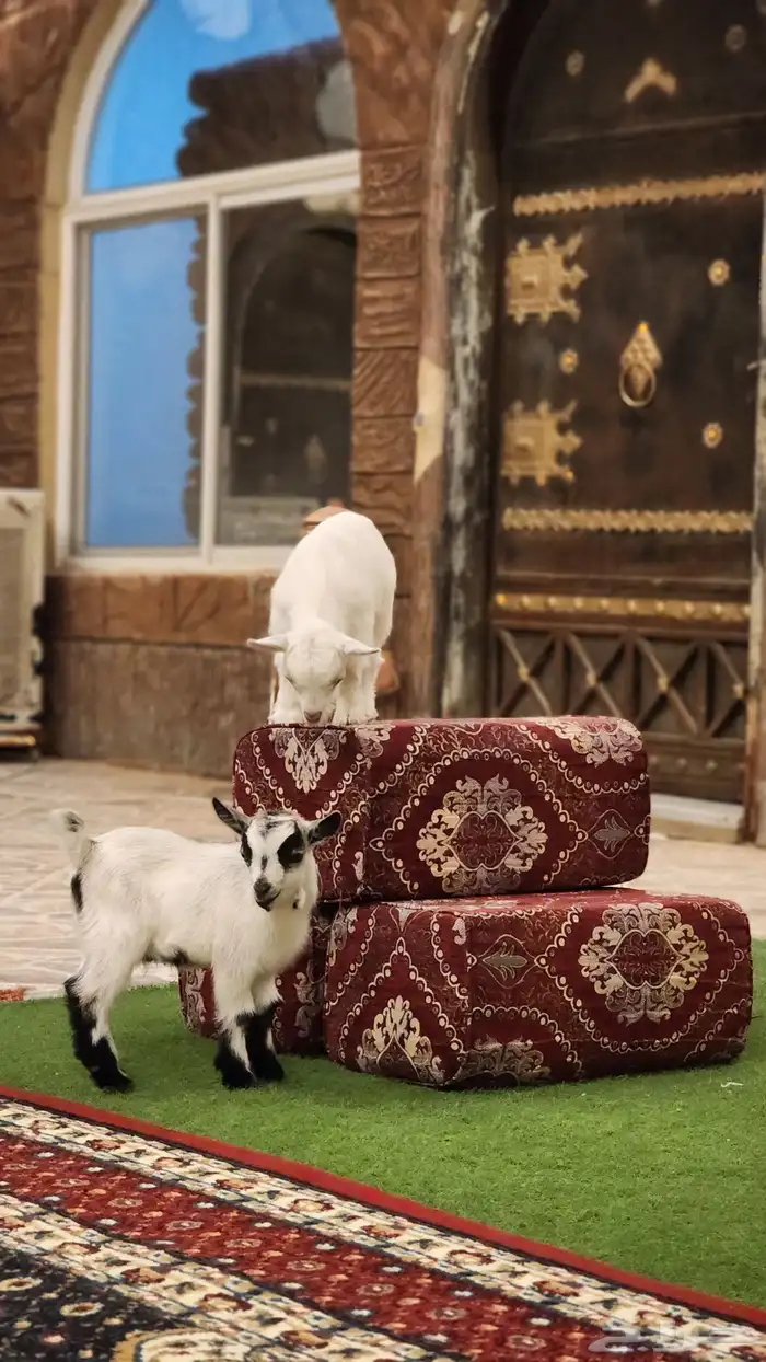 ماعز قزم (تم البيع ) 0