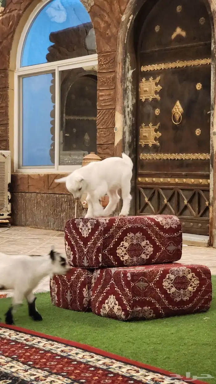 ماعز قزم (تم البيع ) 4