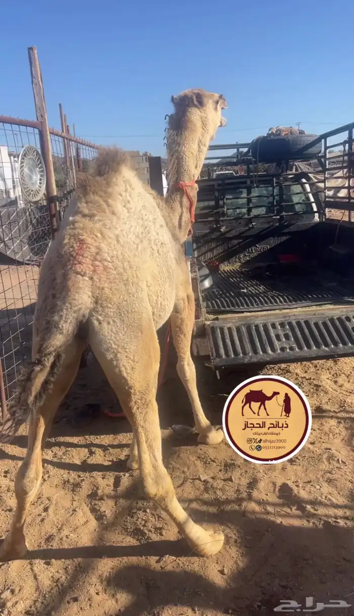 ملحمة ذبائح الحجاز - مخطط البدراني -بجوار صيدلية المجتمع 10