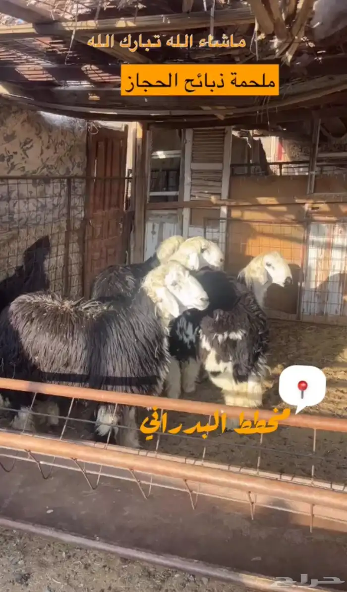 ملحمة ذبائح الحجاز - مخطط البدراني -بجوار صيدلية المجتمع 18