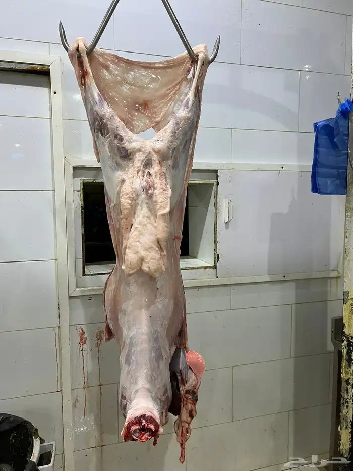 شامل الذبح والتوصيل داخل احياء المدينه المنور 4