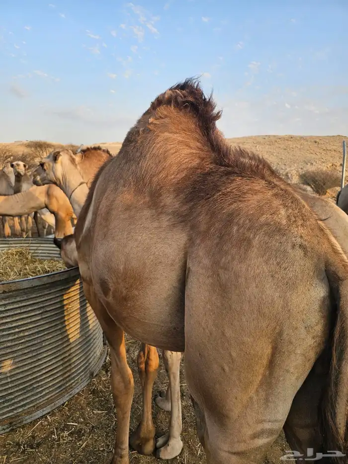 قعدان مرآبي 1