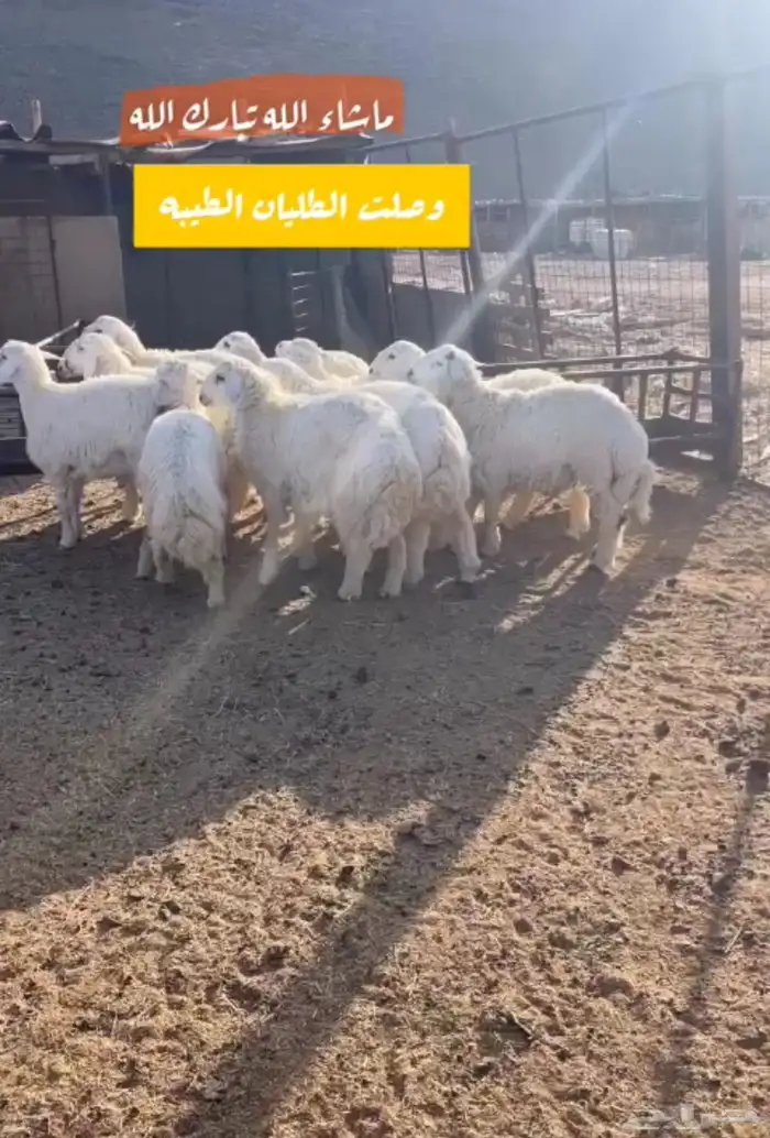 ملحمة ذبائح الحجاز - مخطط البدراني -بجوار صيدلية المجتمع 13