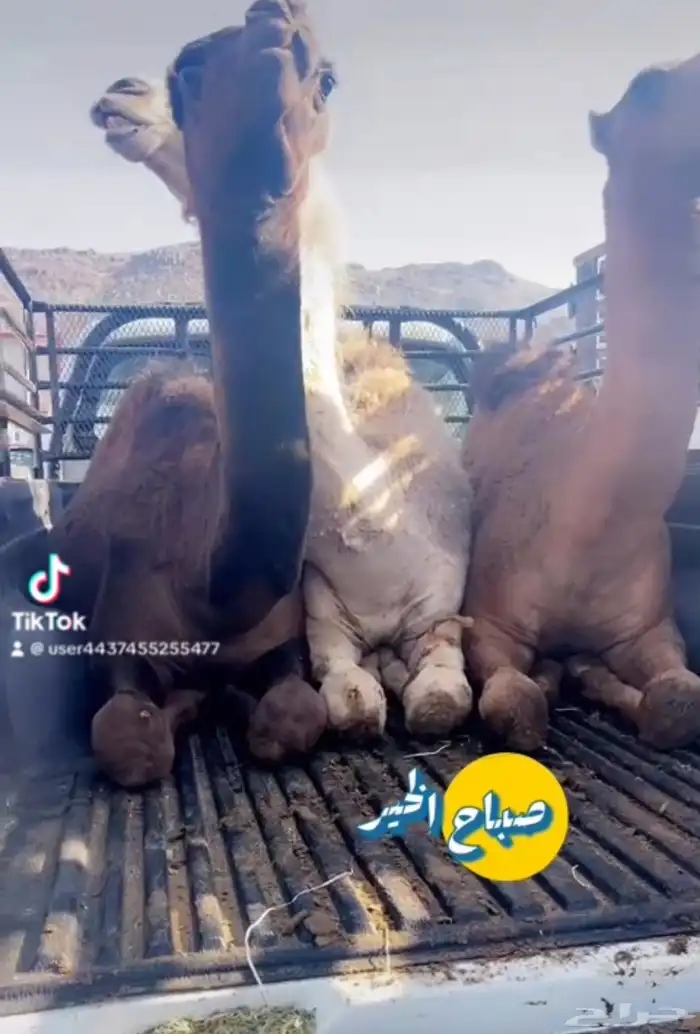 ملحمة ذبائح الحجاز - مخطط البدراني -بجوار صيدلية المجتمع 16