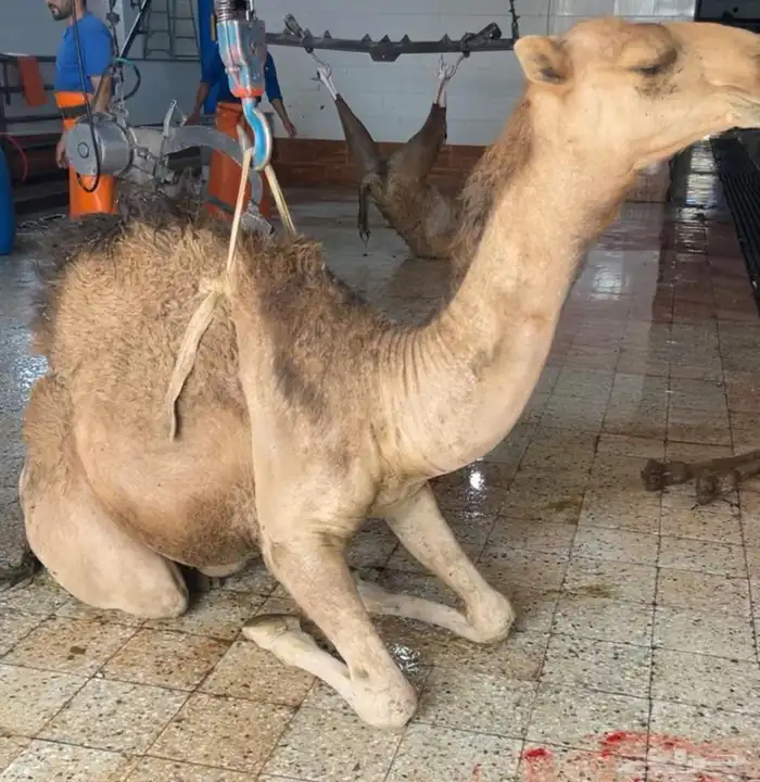 ملحمة ذبائح الحجاز - مخطط البدراني -بجوار صيدلية المجتمع 3